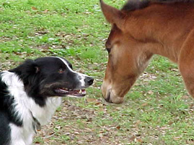 Η κυνηγετική μανία του σκύλου του μπορεί να του στοιχίσει τη ζωή