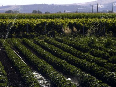 Ο «ξερόλας»
