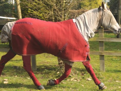 Άλογο με αλλεργία… στο γρασίδι