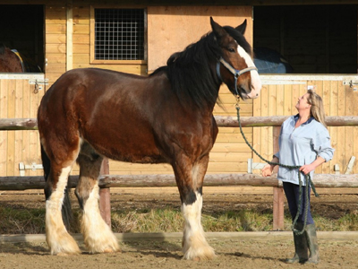 Άλογο … με μέγεθος “ελέφαντα”