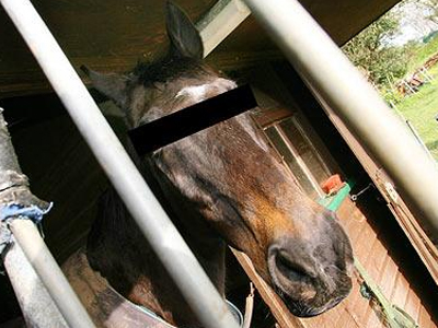 Καταδικάστηκε κτηνοβάτης