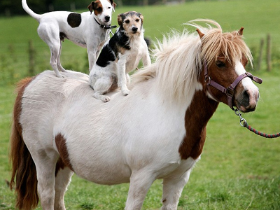 Σκυλιά… ιππεύουν πόνι