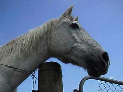 Έδεσε το άλογο στο μπαλκόνι