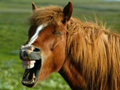 Άλογο τον δάγκωσε στα… «μαλακά»