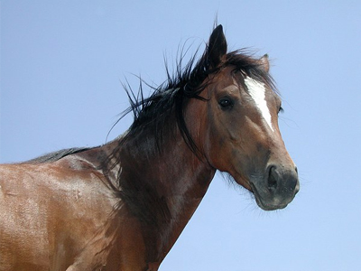 Διαβατήρια για άλογα και γαϊδούρια ζητά η Ευρωπαϊκή Επιτροπή