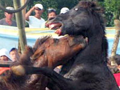 «Fight club» με άλογα