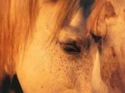 Τον κλώτσησε άλογο στο πρόσωπο