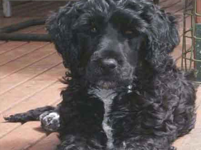 Αποκαλύπτεται ο νέος τετράποδος κάτοικος του Λευκού Οίκου