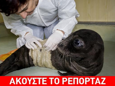 Ορφανή μεσογειακή φώκια στη Λέρο