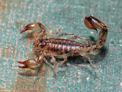 Ο σκορπιός και ο Βορίδης