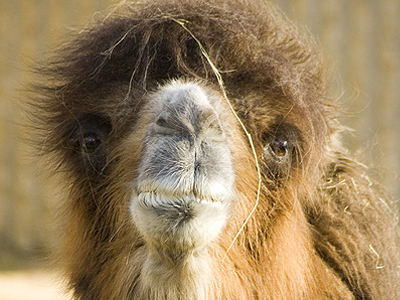 Καμήλα έκρυβε την εγκυμοσύνη της για 15 μήνες