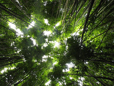 Δίχρονος επιβίωσε στη ζούγκλα