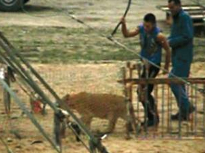 Διαμαρτυρία για την κακοποίηση των ζώων στο Υπουργείο Αγροτικής Ανάπτυξης