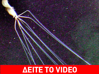 Καλαμάρι με… αγκώνες