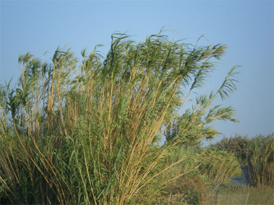 Η μοναξιά του Τραγάκη