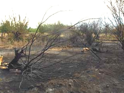 Εντός των ημερών οι αποζημιώσεις στους πυρόπληκτους αγρότες