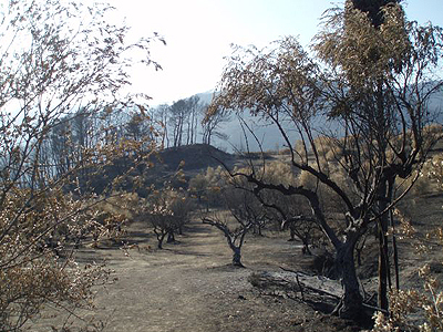 Δασικές πυρκαγιές: η περίπτωση της Ελλάδας