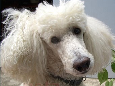 Απάντηση Γιακουμάτου στον Καρατζαφέρη