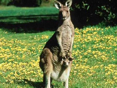 Καγκουρό εισέβαλε σε κρεβατοκάμαρα