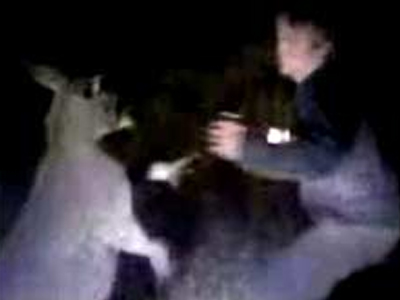 Βίντεο – σοκ : Παιδιά έδειραν καγκουρό