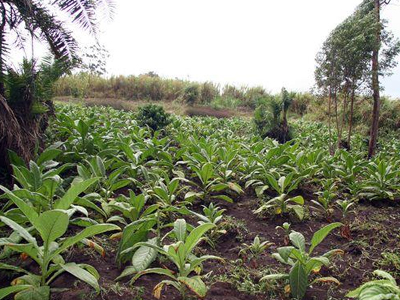 Καπνός κατά του διαβήτη τύπου 1
