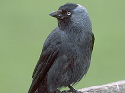 Θάνατος είναι  ο Τραγάκης που… ακούει το θάνατο μες τους θανάτους