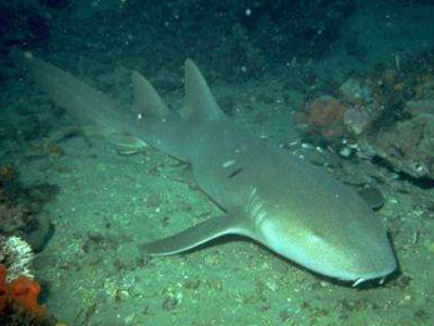 Ανακαλύφθηκε εγκέφαλος αρχαίου θαλάσσιου είδους