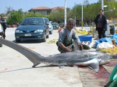 Έπιασαν καρχαριοειδές στη Λήμνο