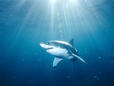 Ψάρεψαν… καρχαριοειδές στον Κορινθιακό