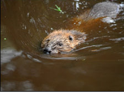 Οι κάστορες επιστρέφουν στη Σκωτία