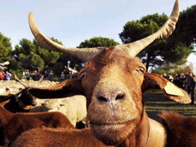Συνέλαβαν κατσίκα για ένοπλη ληστεία