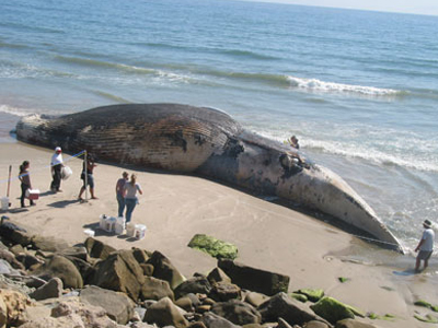 Σπάνιου είδους φάλαινα βρέθηκε νεκρή στη Νέα Ζηλανδία