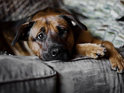 Σκυλίσια ζωή!