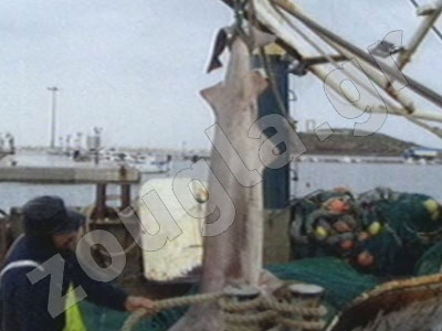 Έπιασαν «σαπουνά» και στη Νάξο