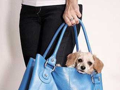 Κατοικίδια ως… χειραποσκευές θα επιτρέψει η Air Canada