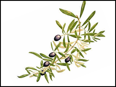 Κλαδί ελαίας από τη σύζυγο του πρώην υφυπουργού