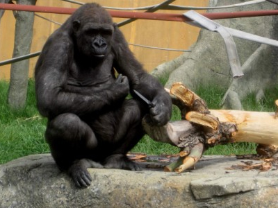 Φύγετε, ο γορίλας  κρατάει  μαχαίρι