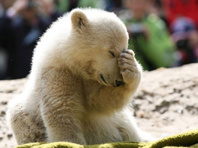 Στο δικαστήριο δύο ζωολογικοί κήποι για τον Κνουτ