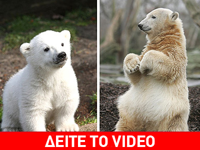 Θύμα της οικονομικής κρίσης ο Κνουτ