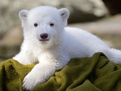 “Μήλον της Έριδος” ο Κνουτ