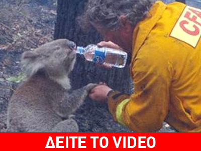 Το κοάλα … και ο μάνατζερ