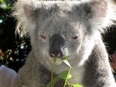Επιδημία λευχαιμίας σαρώνει Κοάλα