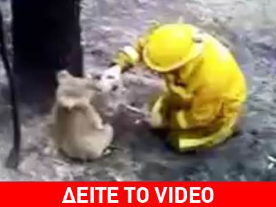 Διάσωση κοάλα από τις φωτιές της Αυστραλίας