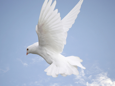 Ζητούσαν λύτρα για να απελευθερώσουν τα ταχυδρομικά περιστέρια που απήγαγαν