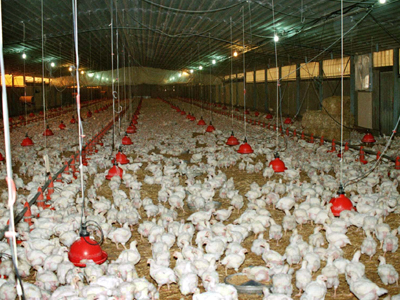 Δυσκολεύει η εισαγωγή χλωριωμένων κοτόπουλων στην ΕΕ