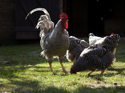 Ο κόκορας του Καρατζαφέρη
