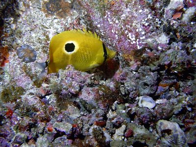 Ανακαλύφθηκαν νέα θαλάσσια είδη