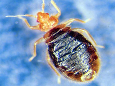 Kοριούς «έβαλαν» στον Βορίδη