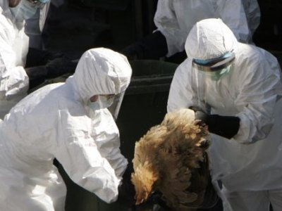 Κοριτσάκι προσεβλήθη από τη γρίπη των πτηνών στην Αίγυπτο