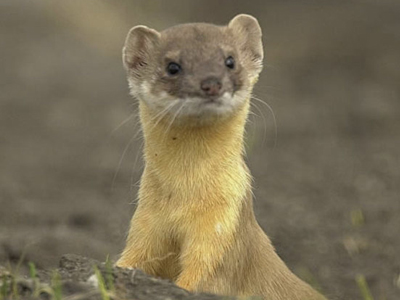 ‘Εμειναν χωρίς ρεύμα από ένα… κουνάβι